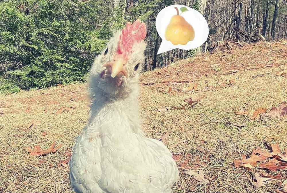 baby hen thinks it's okay to eat pear