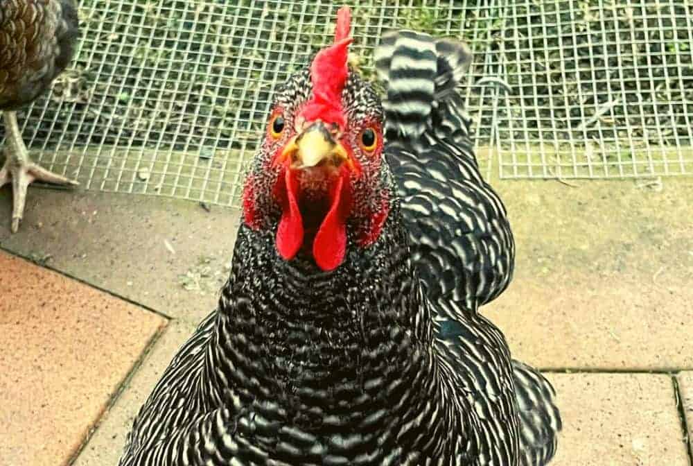 a black and white chicken looks at you