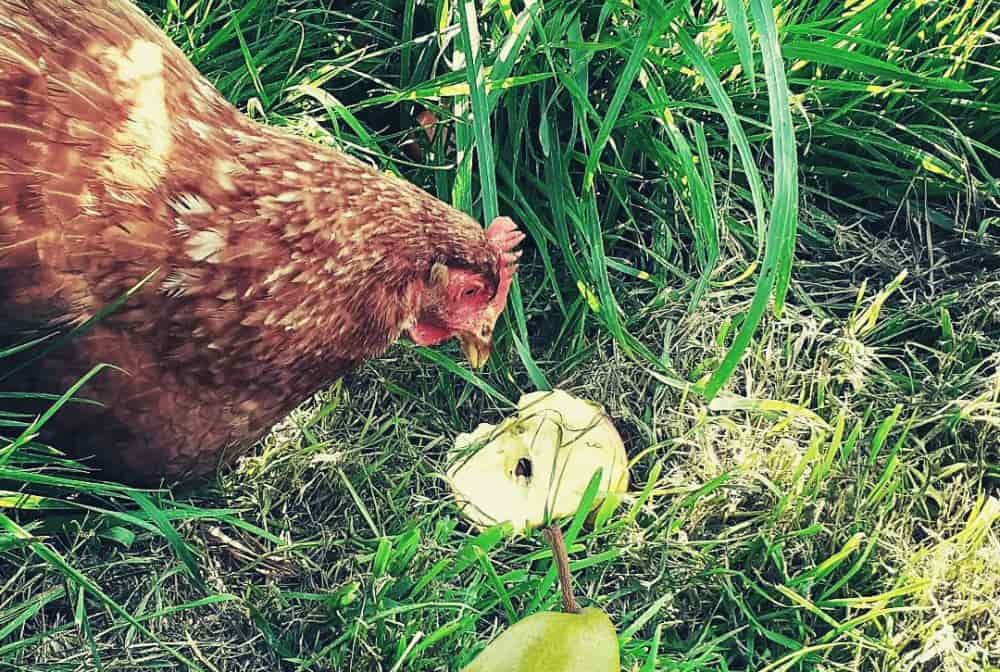 A brown hen eats a pear in the grass