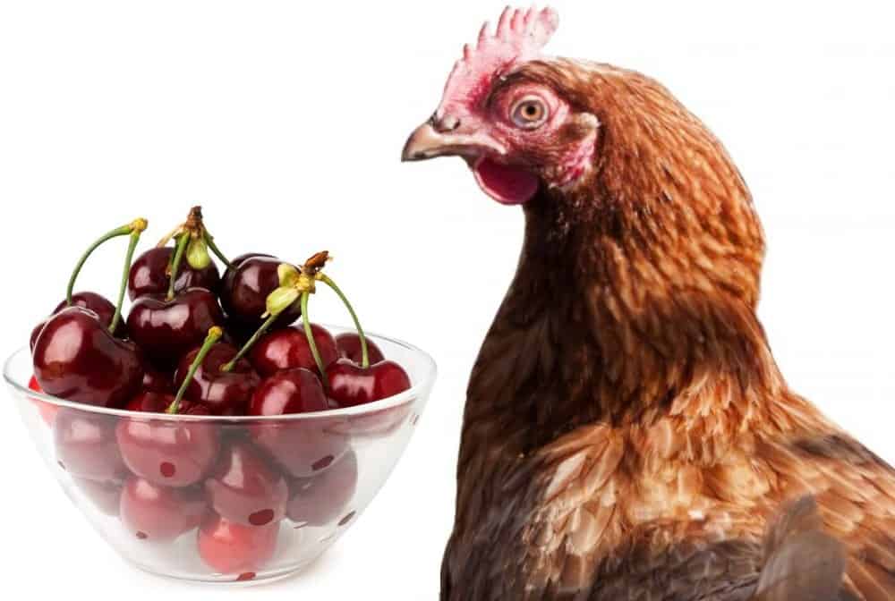 chicken and red cherries
