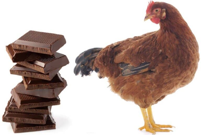 chicken and chocolate pyramid