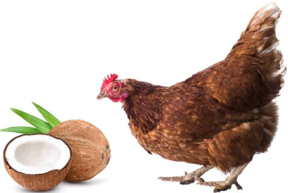 chicken and coconuts