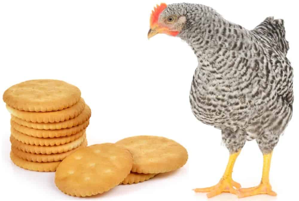 chicken eat crackers