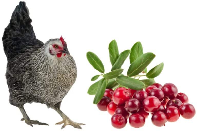 chicken and red cranberries