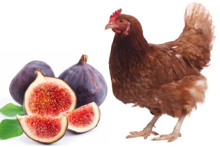 chicken and figs