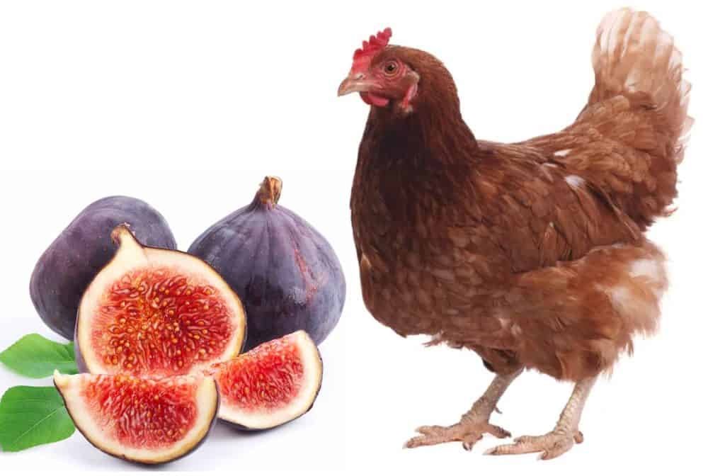 Can Chickens Eat Figs? ChickenPressa