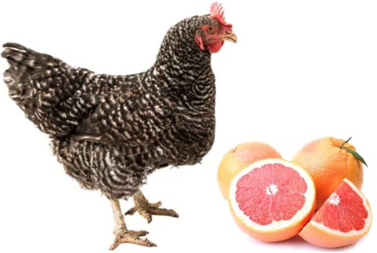 chicken and grapefruits