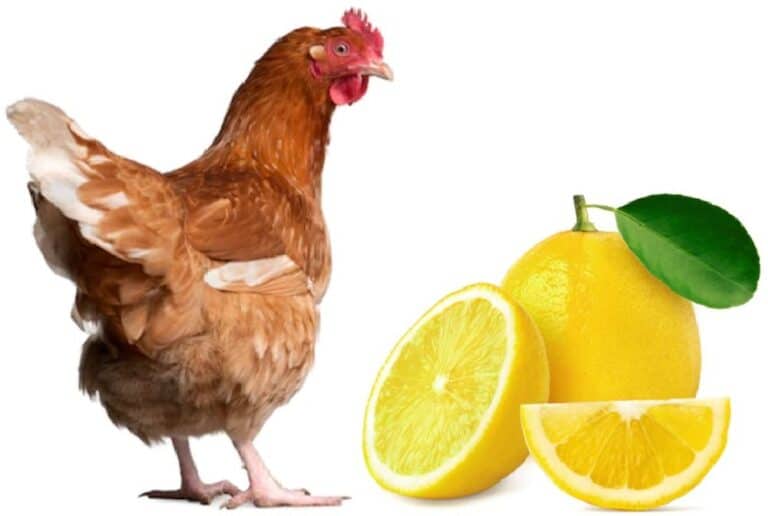 chicken and lemon