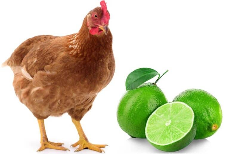 chicken and green limes