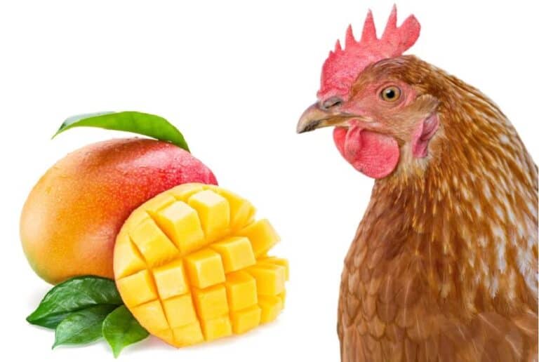chicken looks at the mango