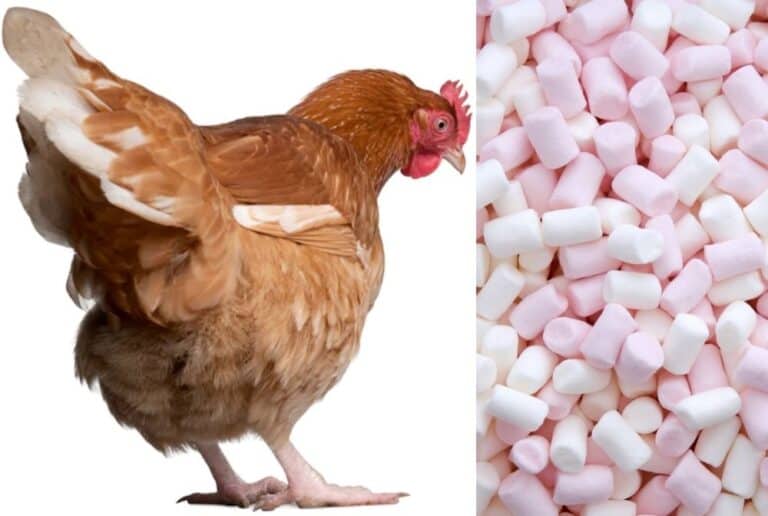 chicken and white-pink marshmallows