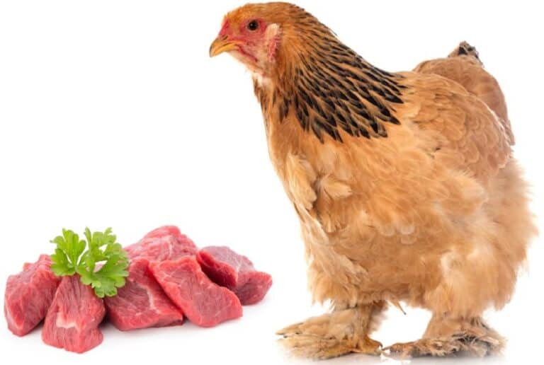chicken and raw meat