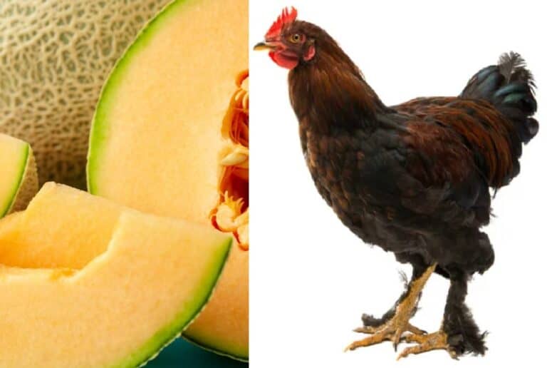 chicken and melon