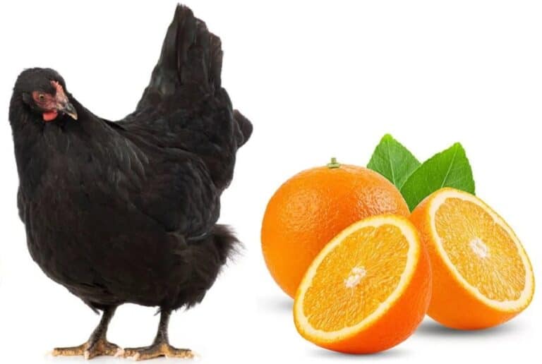 chicken and orange
