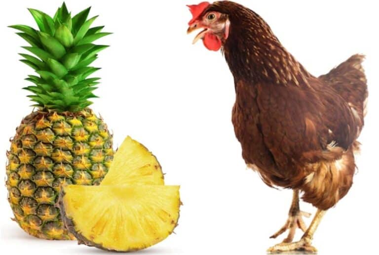 chicken and pineapples