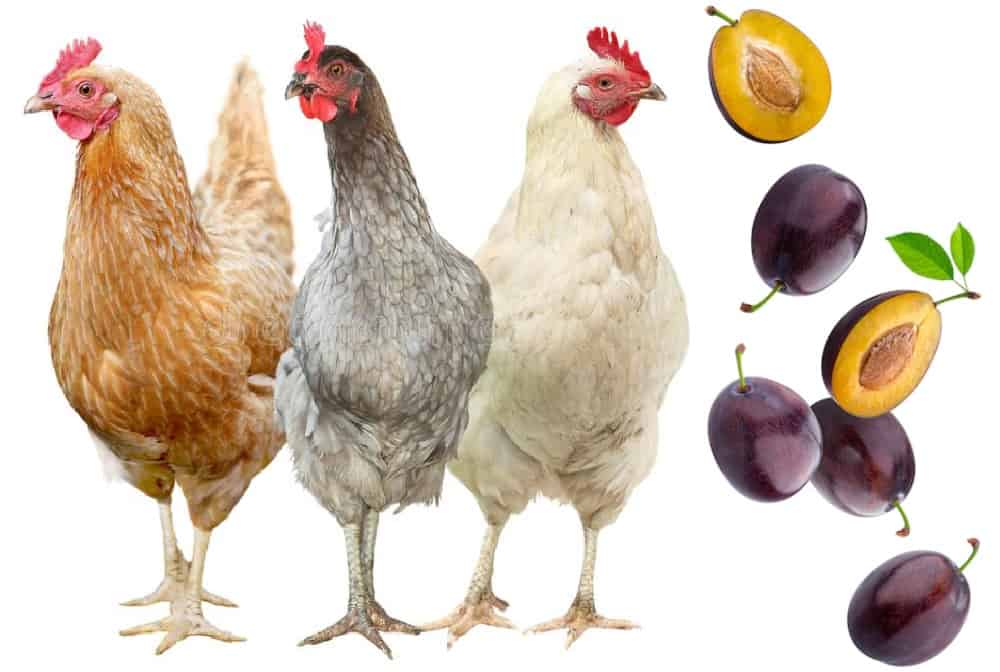 chickens and plums