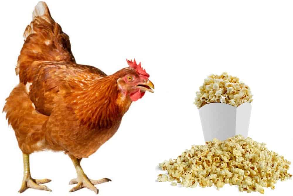 chicken and popcorn