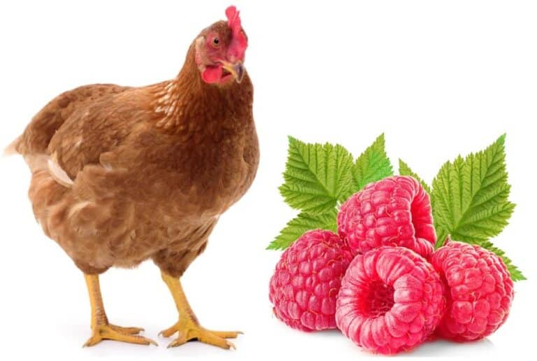 chicken and raspberries