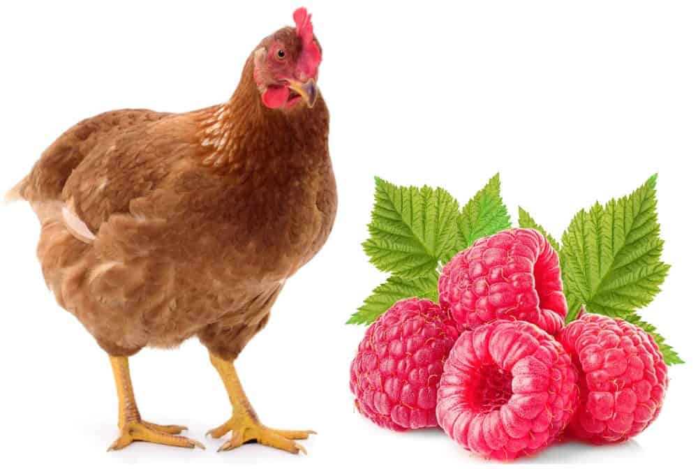 chicken and raspberries