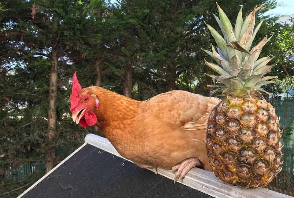 chicken and ripe pineapple