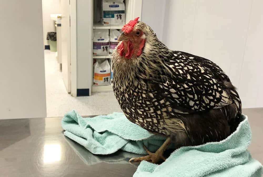 chicken at the vet