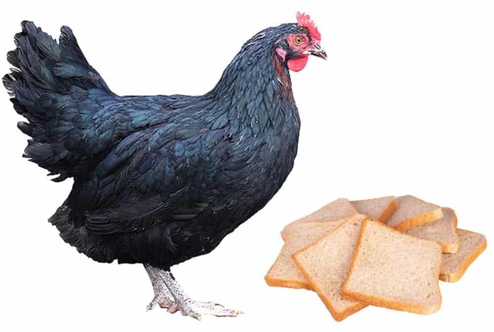 chicken eat white bread