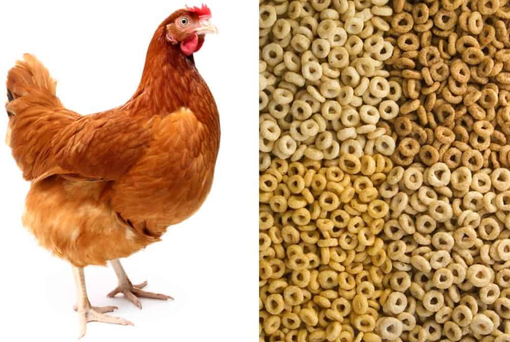 chicken eat cheerios