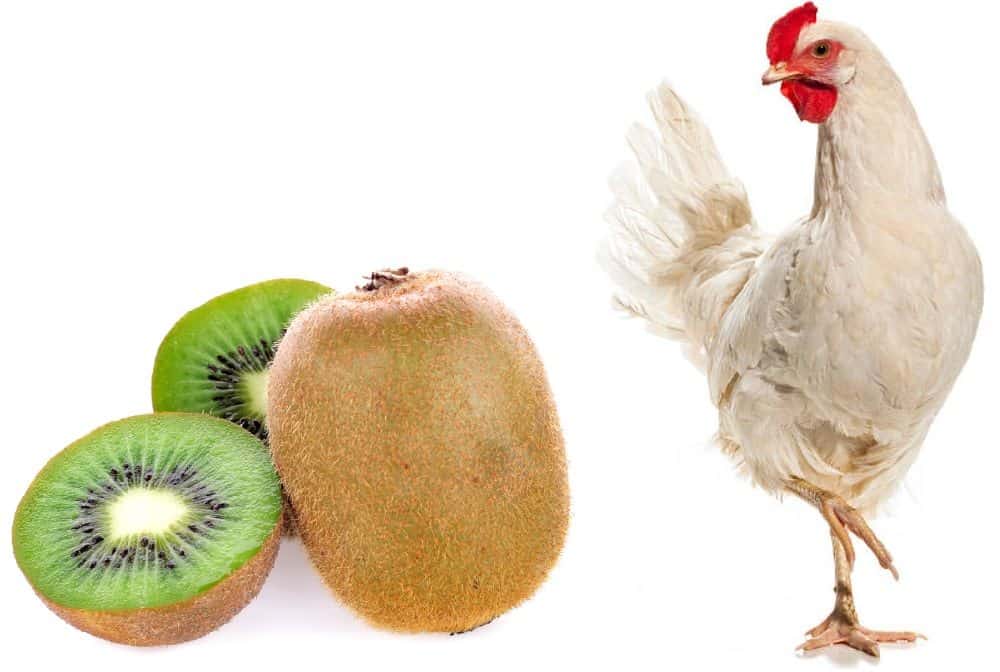 chicken eat kiwis