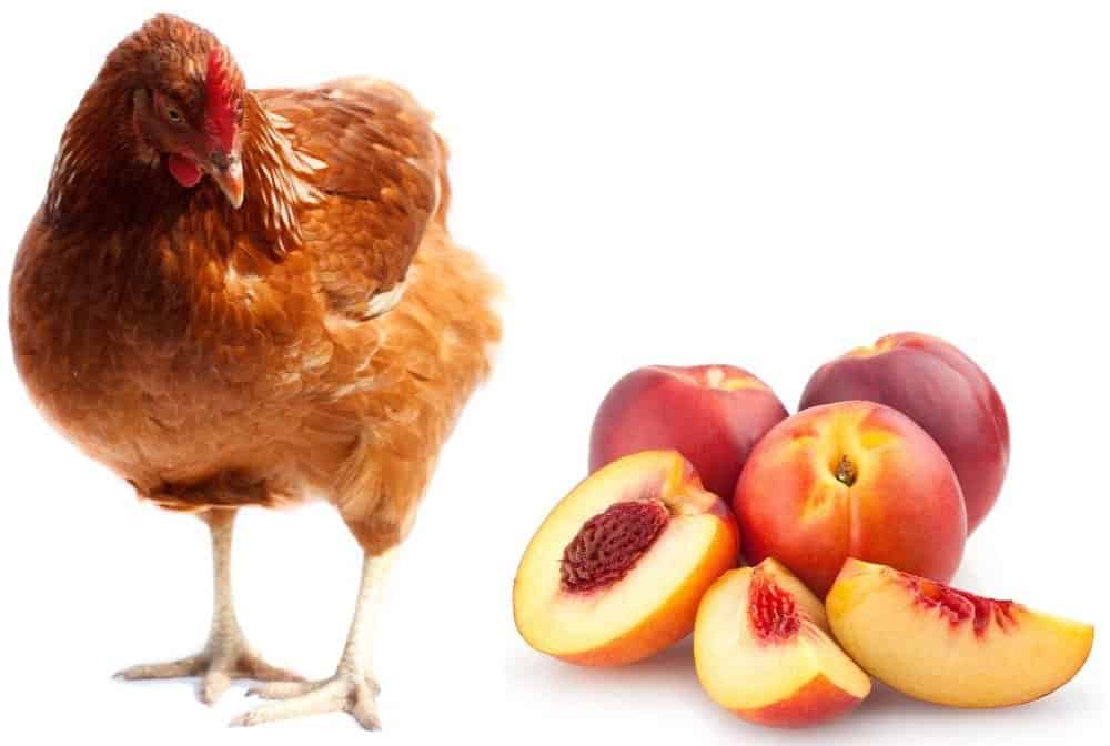 chicken eat nectarine