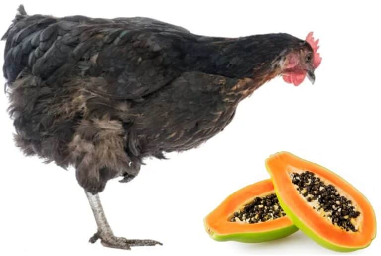 chicken eat papaya