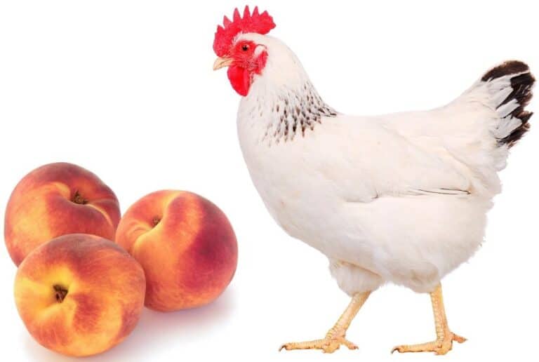 chicken eat fresh peaches