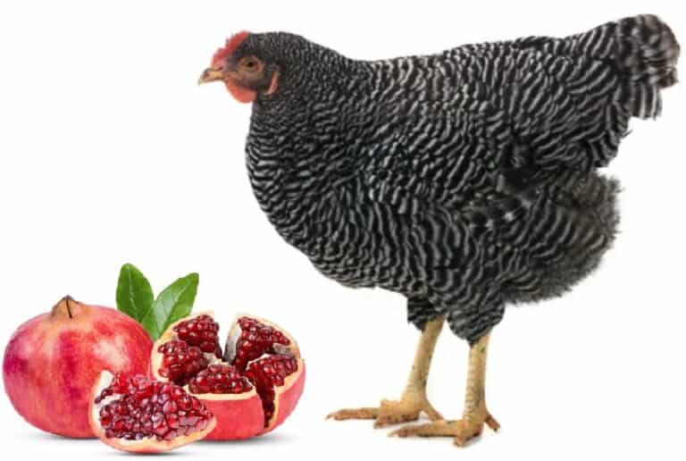 chicken eat pomegranates