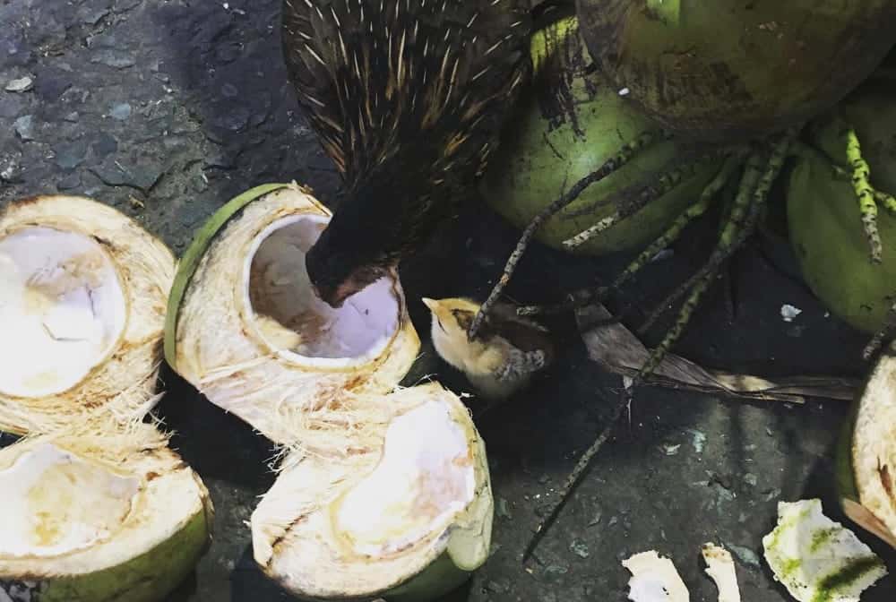 chicken pecking at a split coconut