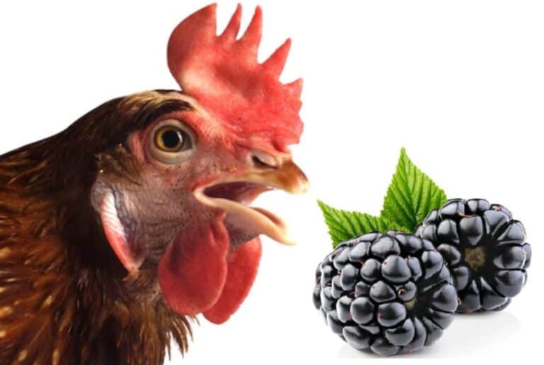 chickens and blackberries