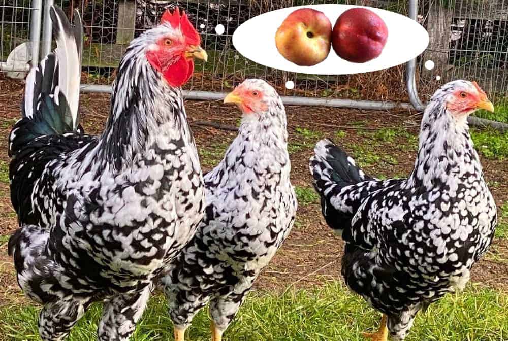 chickens and nectarines