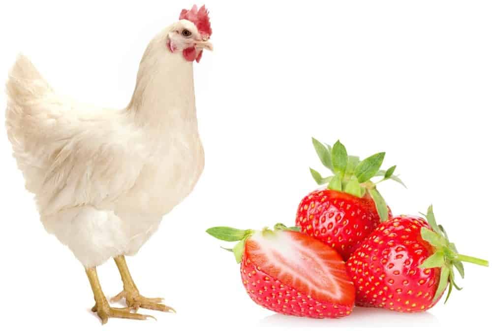 chickens and strawberries