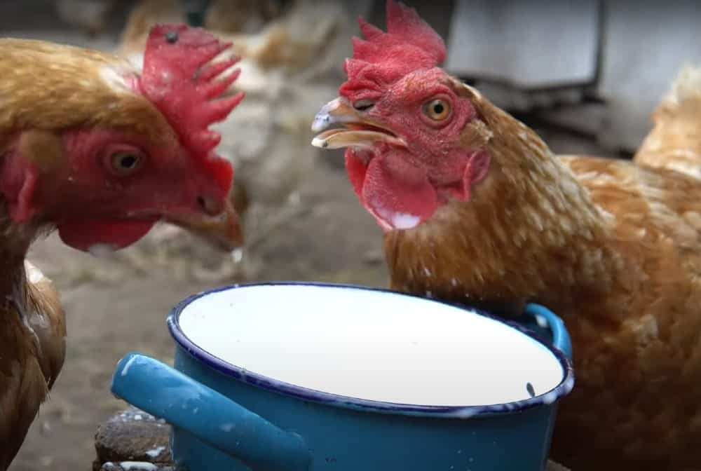 chickens drink coconut milk