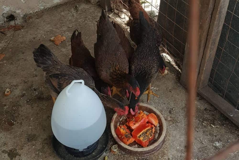 chickens eat papaya