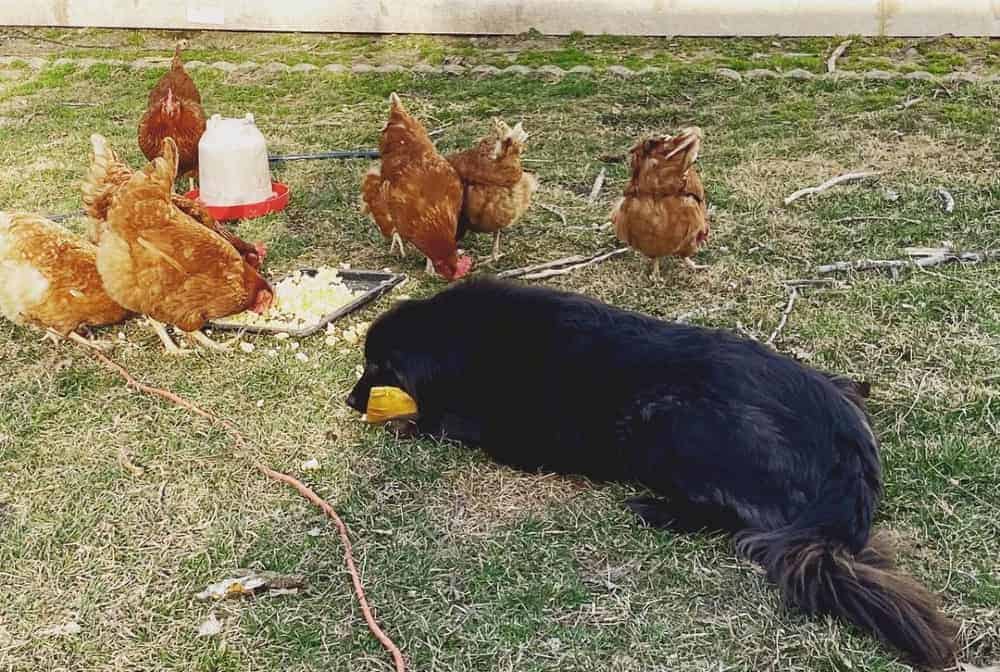 chickens eating popcorn