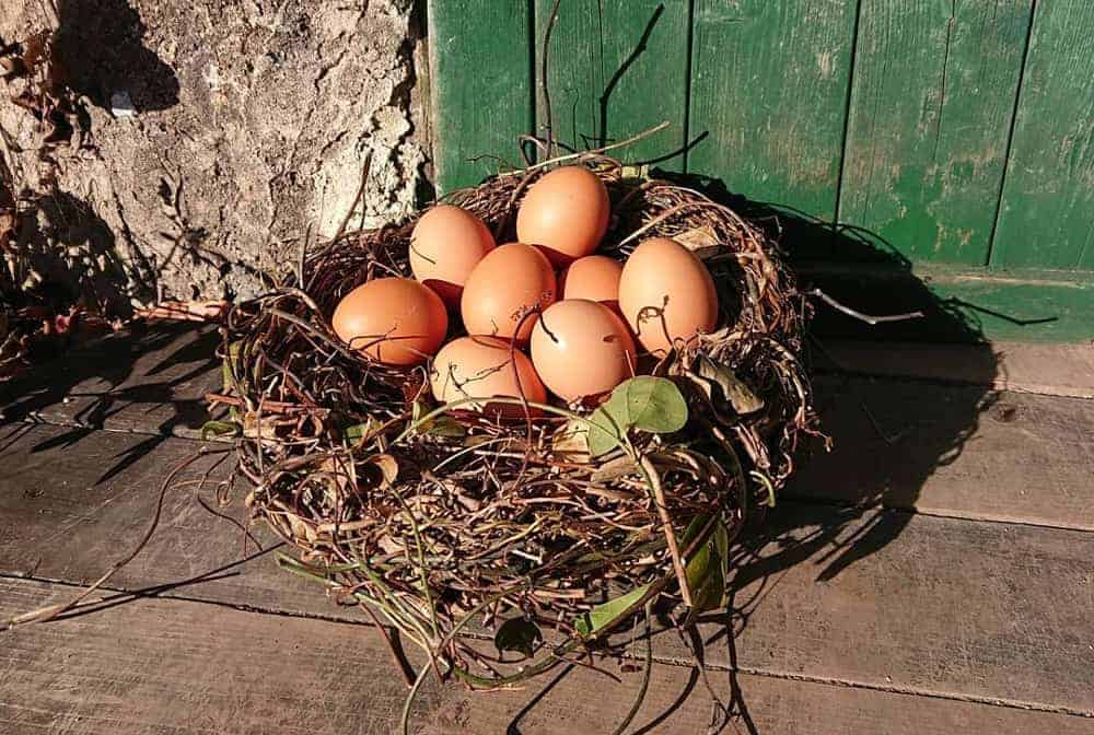 eggs in the nest