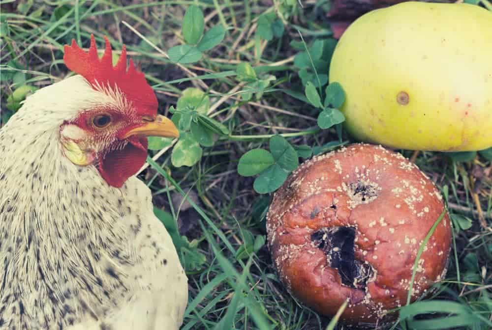 chicken near a rotten apple on the grass