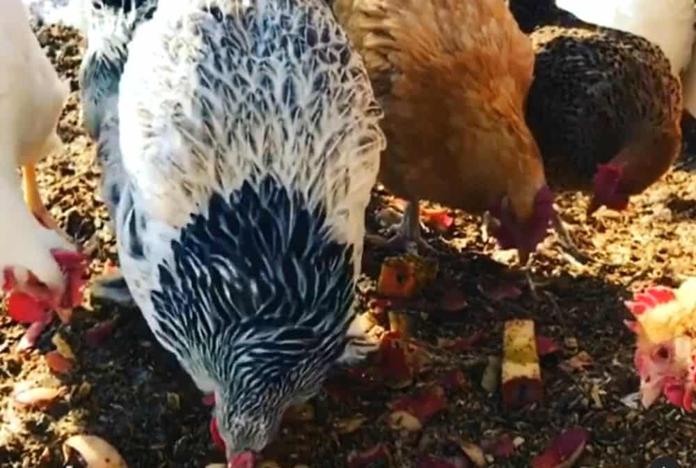 chickens eat apple peels in the yard