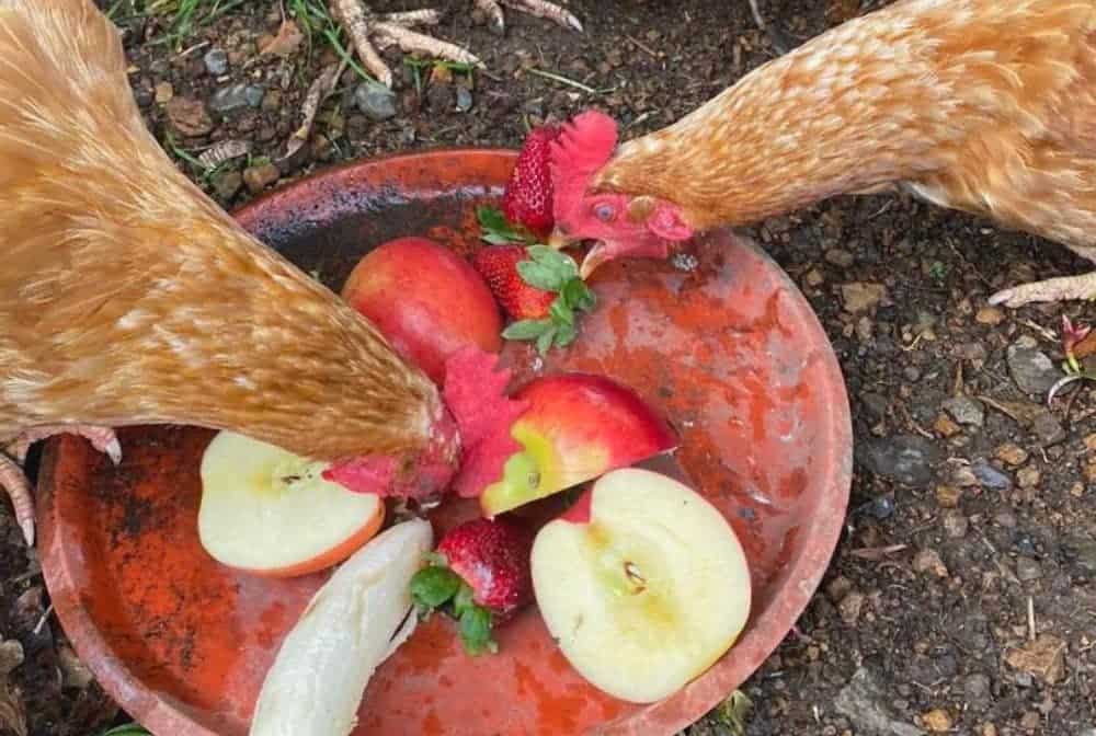 chickens eat fruit apples out of a bowl