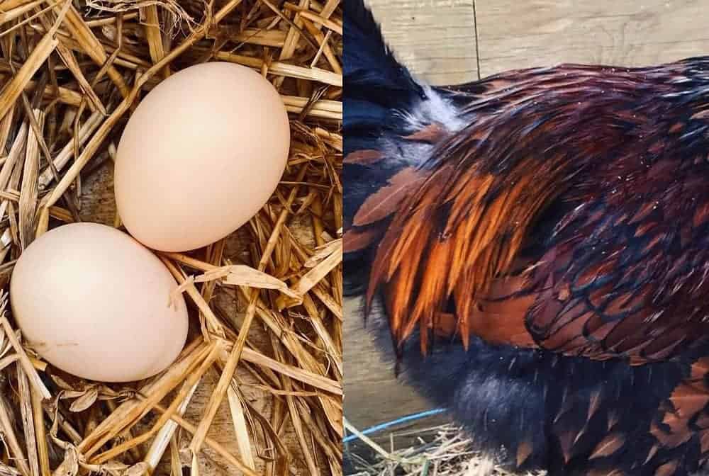 nice chicken feathers and eggs