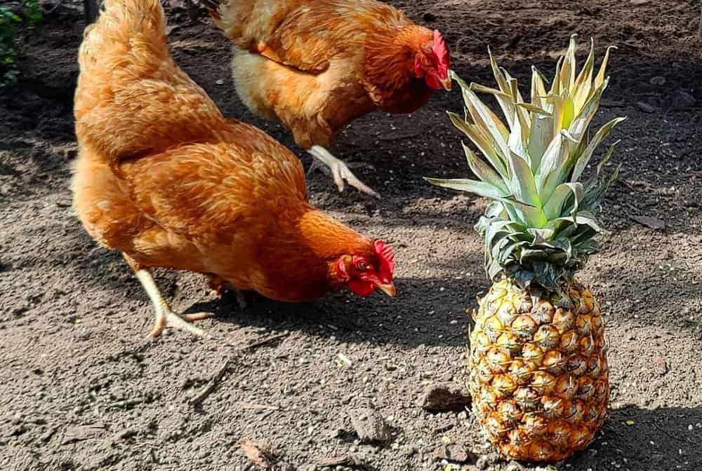 red chickens and whole pineapple