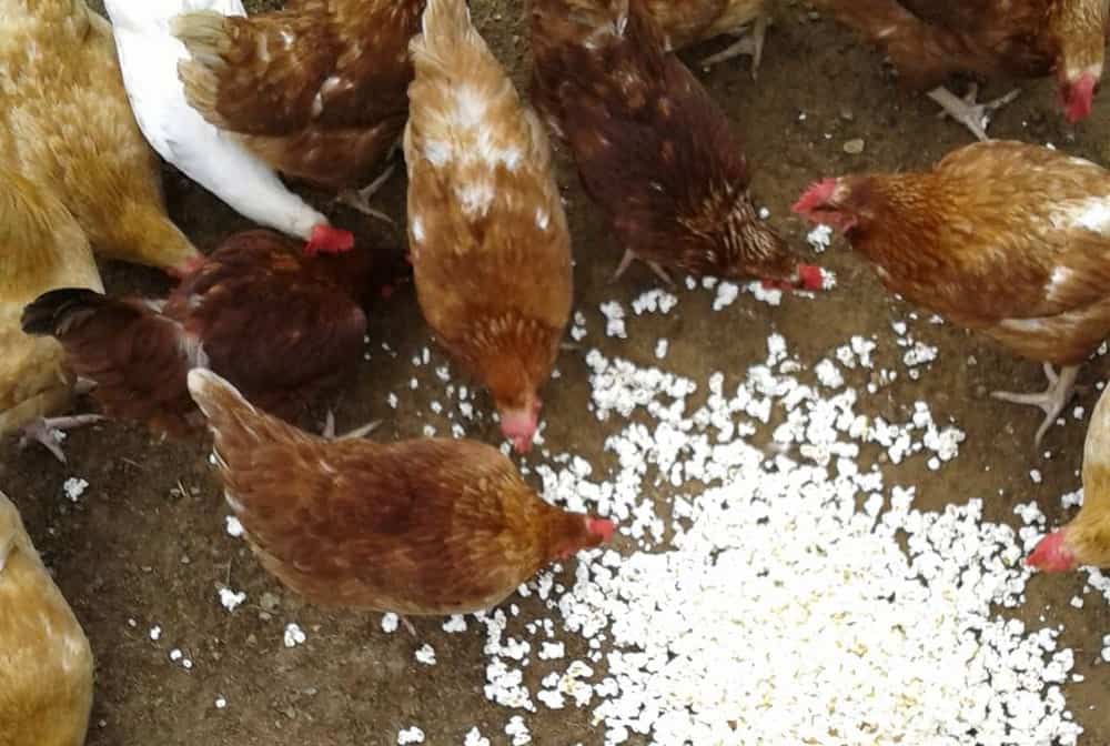 red chickens eating popcorn