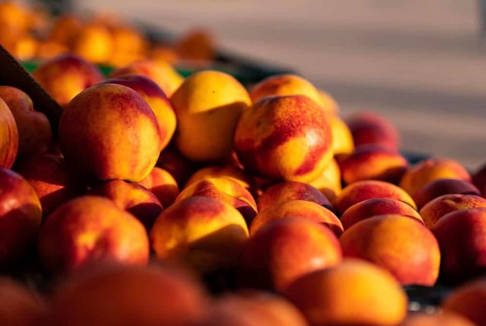 Can Chickens Eat Nectarines What To Know Before Feeding ChickenPressa