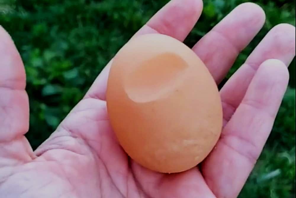 soft-shelled egg