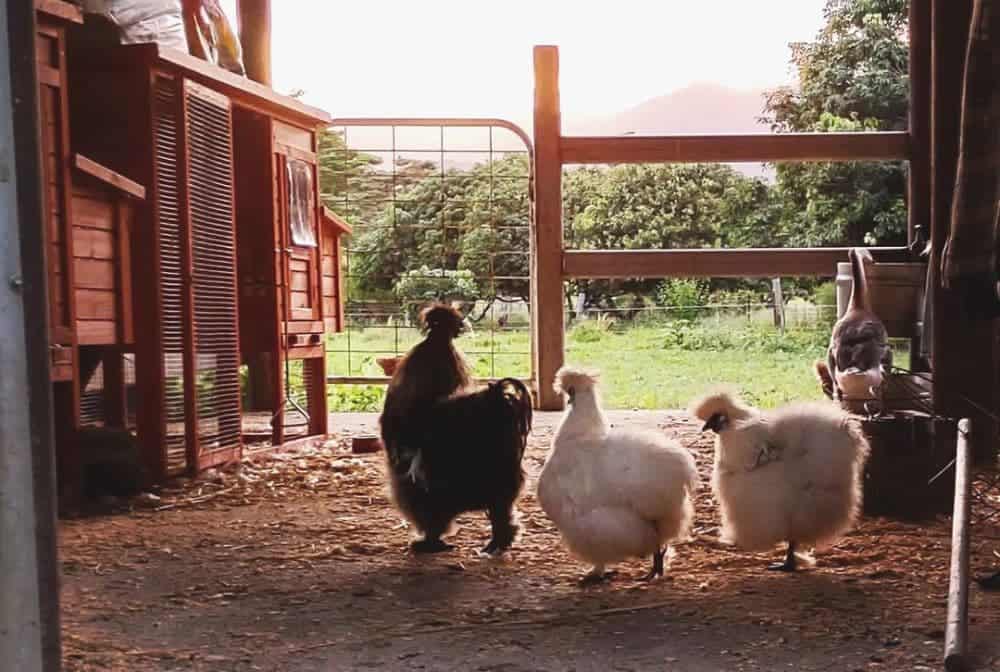 three fuzzy hens go wooden chicken house