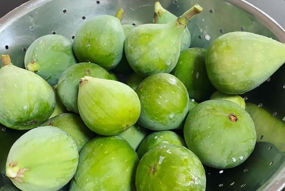 unripe figs